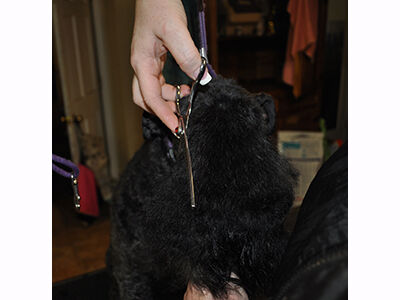 How to Groom a Kerry Blue Terrier